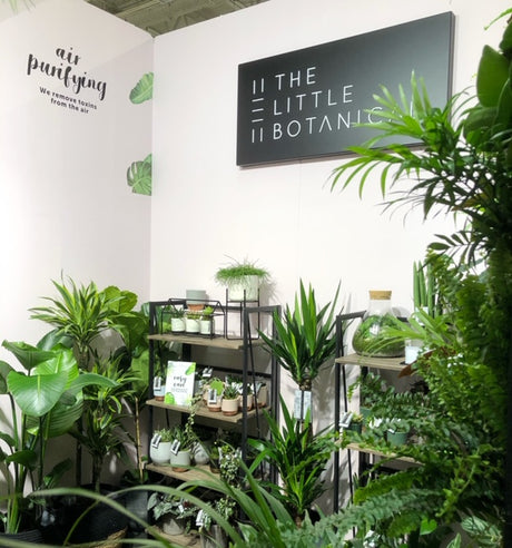 Interior of a store with 'The Little Botanical' sign and various plants.